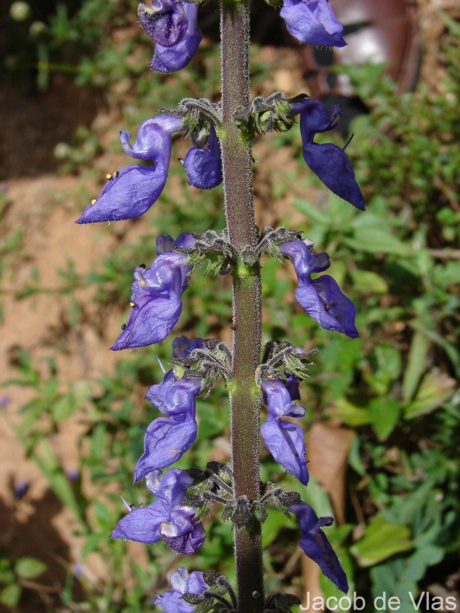 Coleus barbatus var. grandis (L.H.Cramer) A.J.Paton